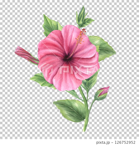 Hibiscus branch with pink blossom, buds and green leaves watercolor isolated illustration. Chinese rose bouquet for tropical designs, wedding stationery, feminine branding and home decor. Hibiscus branch with pink blossom, buds and green leaves watercolor isolated illustration. Chinese rose bouquet for tropical designs, wedding stationery, feminine branding and home decor. 126752952