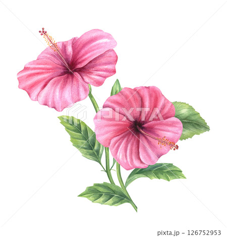 Hibiscus branch with vibrant pink blossoms watercolor illustration isolated background. Rose mallow for tropical wedding invitations, spa product packaging, greeting cards, textile pattern 126752953