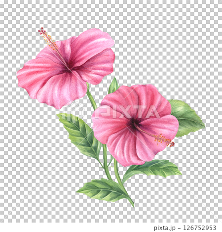 Hibiscus branch with vibrant pink blossoms watercolor illustration isolated background. Rose mallow for tropical wedding invitations, spa product packaging, greeting cards, textile pattern 126752953