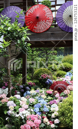 紫陽花のある風景 雨引観音 紫陽花のある風景 雨引観音 126753121
