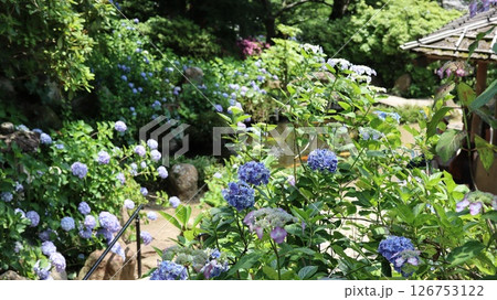 紫陽花のある風景 雨引観音 紫陽花のある風景 雨引観音 126753122