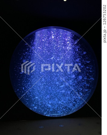 加茂水族館くらげドーム 加茂水族館くらげドーム 126753202