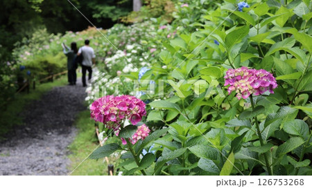 紫陽花のある風景 鷲子山上神社 紫陽花のある風景 鷲子山上神社 126753268