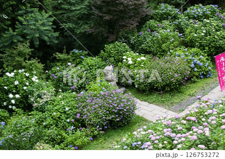 紫陽花のある風景 鷲子山上神社 紫陽花のある風景 鷲子山上神社 126753272