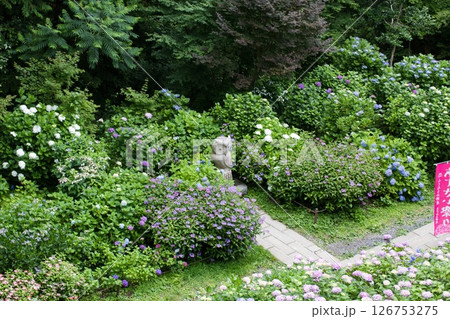 紫陽花のある風景　鷲子山上神社 126753275