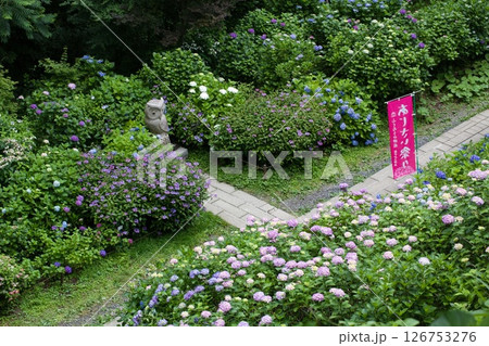 紫陽花のある風景 鷲子山上神社 紫陽花のある風景 鷲子山上神社 126753276