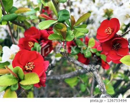 真っ赤なボケの花 真っ赤なボケの花 126753494