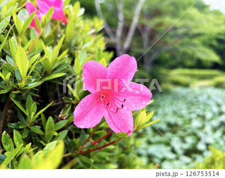 ピンク色のツツジ 126753514