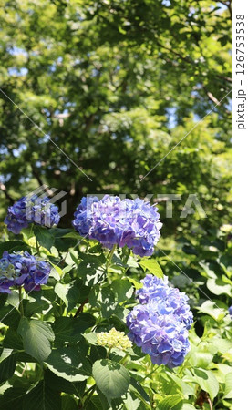 紫陽花の咲く風景 笠間芸術の森公園 紫陽花の咲く風景 笠間芸術の森公園 126753538