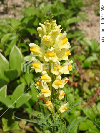 ホソバウンラン(細葉海蘭) ホソバウンラン(細葉海蘭) 126753598