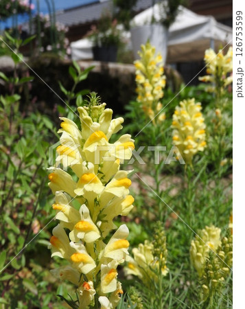 ホソバウンラン（細葉海蘭） 126753599