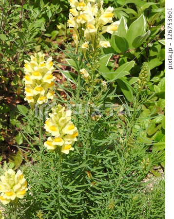 ホソバウンラン（細葉海蘭） 126753601