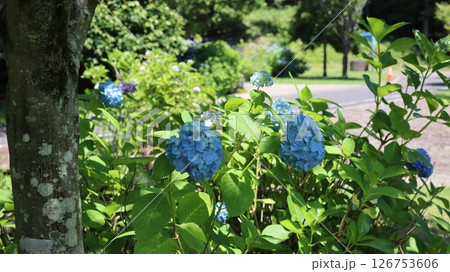 青い紫陽花 笠間芸術の森公園 青い紫陽花 笠間芸術の森公園 126753606