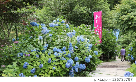 参道に咲く紫陽花 鷲子山上神社 参道に咲く紫陽花 鷲子山上神社 126753797