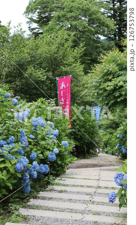 参道に咲く紫陽花 鷲子山上神社 参道に咲く紫陽花 鷲子山上神社 126753798