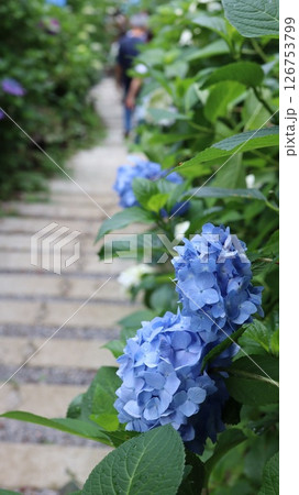 参道に咲く紫陽花 鷲子山上神社 参道に咲く紫陽花 鷲子山上神社 126753799
