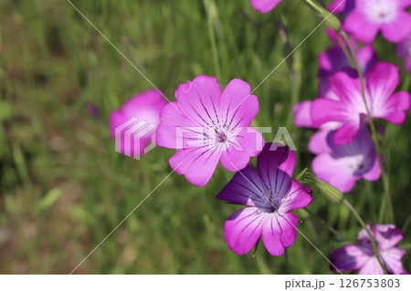 春の公園に咲くピンク色のムギセンノウ（ムギナデシコ）の花 126753803
