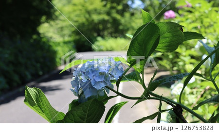 初夏の公園に咲いた紫陽花　笠間芸術の森公園 126753828