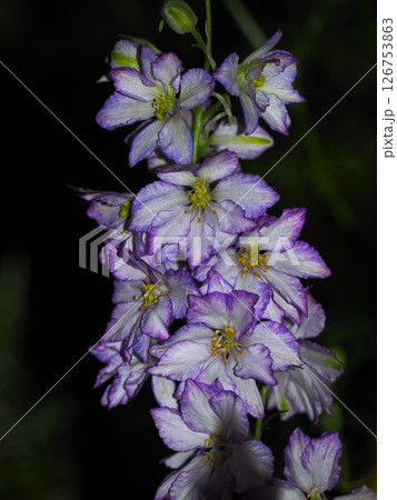 夜のデルフィニウム 夜のデルフィニウム 126753863