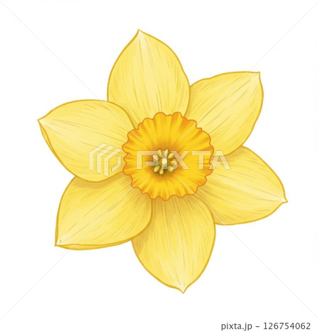 Yellow Daffodil Flower Illustration on White Background Yellow Daffodil Flower Illustration on White Background 126754062