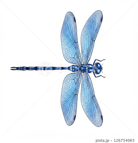 Detailed Blue Dragonfly Illustration on White Background Detailed Blue Dragonfly Illustration on White Background 126754063