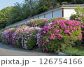 京都　伏見桃山城のツツジ 126754166