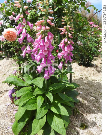 ジキタリスの花(別名:フォックスグローブ) ジキタリスの花(別名:フォックスグローブ) 126754188
