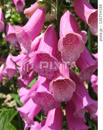 ジキタリスの花(別名:フォックスグローブ) ジキタリスの花(別名:フォックスグローブ) 126754189