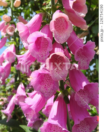 ジキタリスの花(別名:フォックスグローブ) ジキタリスの花(別名:フォックスグローブ) 126754190