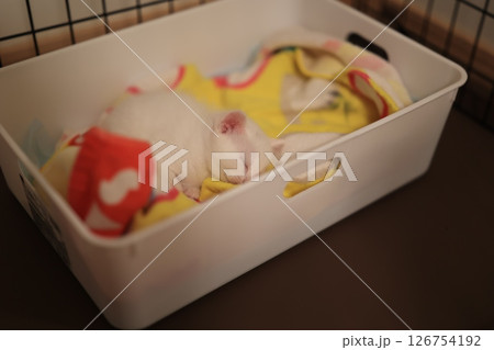 白猫 白猫 126754192