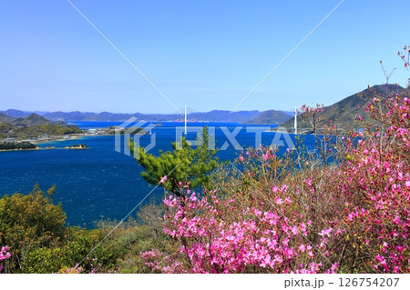 【愛媛県】桜咲く春の伯方島開山公園と多々羅大橋（しまなみ海道） 126754207