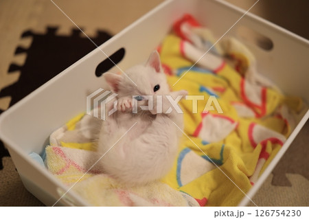 白猫 白猫 126754230