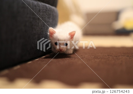 白猫 白猫 126754243