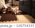白猫 126754335