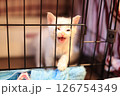 白猫 126754349