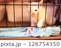 白猫 126754350