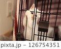 白猫 126754351