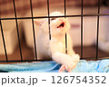 白猫 126754352