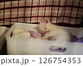 白猫 126754353