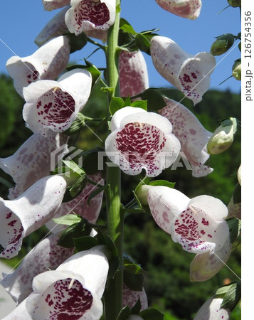 ジキタリスの花（別名：フォックスグローブ） 126754356