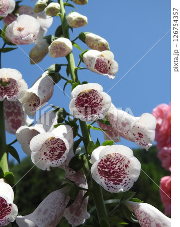 ジキタリスの花(別名:フォックスグローブ) ジキタリスの花(別名:フォックスグローブ) 126754357