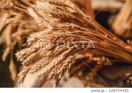 Wheat closeup, background. Healthy food. Agronomy 126754383