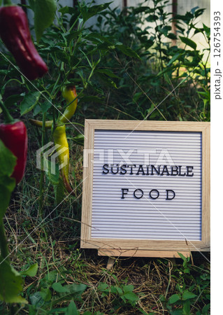 Letter board with text SUSTAINABLE FOOD on background of garden bed with bell pepper. Organic farming, produce local vegetables concept. Supporting local farmers Letter board with text SUSTAINABLE FOOD on background of garden bed with bell pepper. Organic farming, produce local vegetables concept. Supporting local farmers 126754393