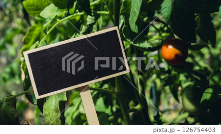 Blackboard empty copy space for advertisement on farm harvesting background of eco-friendly sustainable growth cherry tomatoes. Place for text template mock up farm core healthy agricultural Blackboard empty copy space for advertisement on farm harvesting background of eco-friendly sustainable growth cherry tomatoes. Place for text template mock up farm core healthy agricultural 126754403