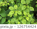 ハナイカダ 126754424