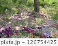 散り落ちた桜の花びら 126754425