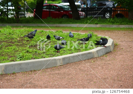 Pigeons can be seen foraging and searching for food in a picturesque parklike setting Pigeons can be seen foraging and searching for food in a picturesque parklike setting 126754468