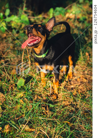 Deutscher Jagdterrier dog playing outside with ball. Terrier playing with colorful toy in grass lawn during summer. Pet humanization Deutscher Jagdterrier dog playing outside with ball. Terrier playing with colorful toy in grass lawn during summer. Pet humanization 126754604