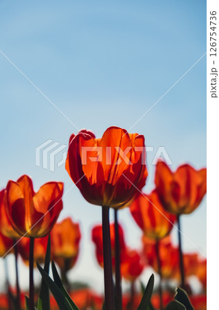 Tulip flowers blooming in the garden field landscape. Stripped tulips growing in flourish meadow sunny day Keukenhof. Beautiful spring garden with many red tulips outdoors. Blooming floral park in Tulip flowers blooming in the garden field landscape. Stripped tulips growing in flourish meadow sunny day Keukenhof. Beautiful spring garden with many red tulips outdoors. Blooming floral park in 126754736