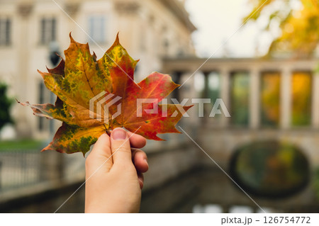 Unrecognizable woman holding Colorful falling autumn leaves. Copy space. Walk through park forest fall day Nature fall landscape background. Hello autumn vibes 126754772